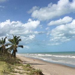 beach with palm trees in ocean ridge, fl